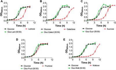 System metabolic engineering of Escherichia coli W for the production of 2-ketoisovalerate using unconventional feedstock